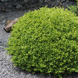Buxus sempervirens - Buchs