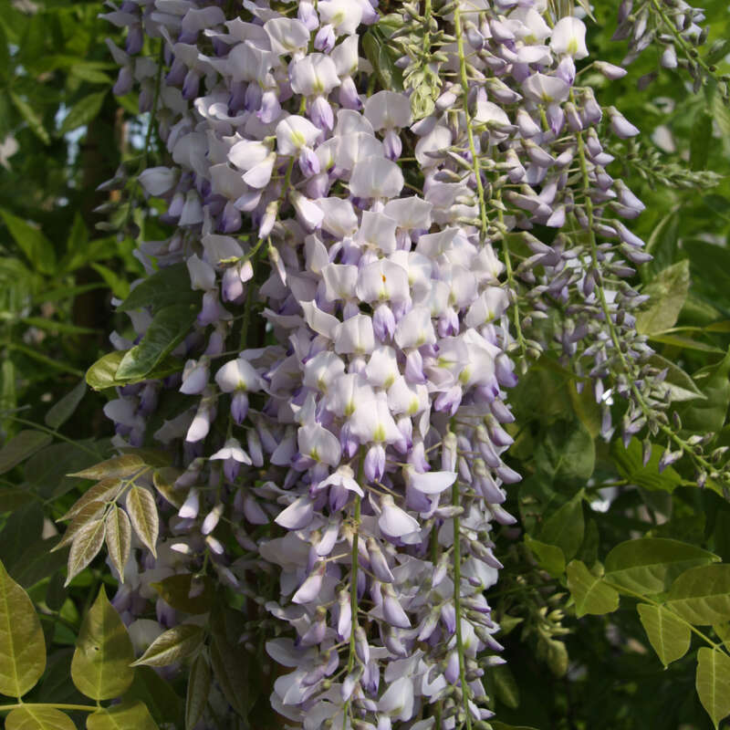 Blauregen - Wisteria floribunda macrobotrys - lila