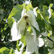 Davidia involucrata: Bild 4/11