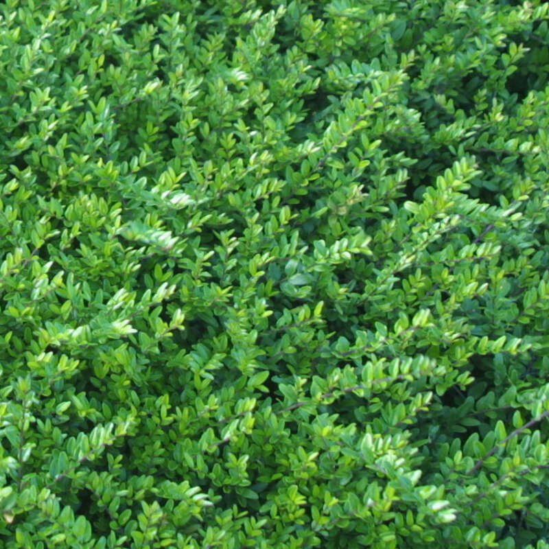 Immergrne Heckenkirsche - Lonicera nitida 'Hohenheimer Findling'