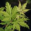 Acer palmatum 'Ki-hachijo': Bild 1/5