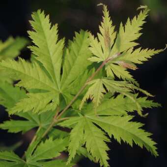 Acer palmatum 'Ki-hachijo'