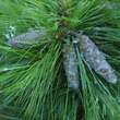 Pinus schwerinii 'Wiethorst': Bild 1/2