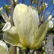 Magnolia denudata 'Yellow River': Bild 4/5