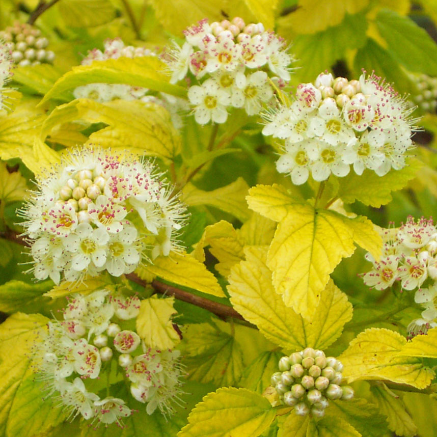 Gelblaubige Blasenspiere Physocarpus opulifolius 'Dart's Gold' weiß