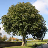 Aesculus carnea 'Briotii' - Scharlachkastanie