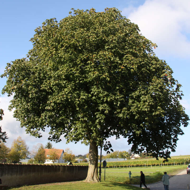 Rotblühende Kastanie Aesculus carnea 'Briotii' rot