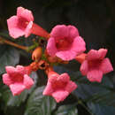 Campsis radicans (veredelte Pflanzen) - Jasmintrompete, Trichtertrompete