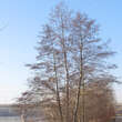 Alnus glutinosa: Bild 4/5