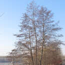 Alnus glutinosa - Schwarzerle