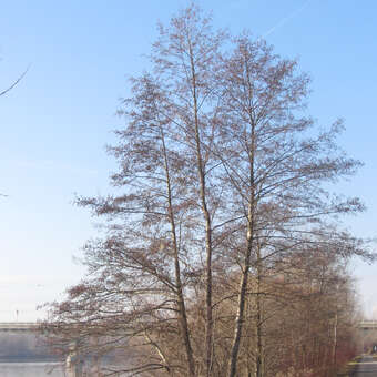 Alnus glutinosa