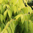 Zelkova serrata 'Ogon': Bild 2/4