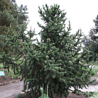 Pinus aristata
