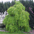 Cercidiphyllum japonicum 'Pendulum' - Hänge-Judasblattbaum