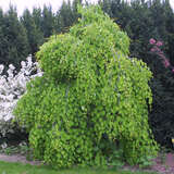 Cercidiphyllum japonicum 'Pendulum' - Hänge-Judasblattbaum