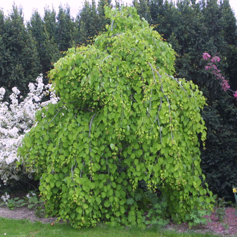 Hänge-Judasblattbaum - Cercidiphyllum japonicum 'Pendulum'