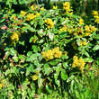 Mahonia aquifolium: Bild 6/7