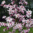 Magnolia loebneri 'Leonard Messel': Bild 5/8