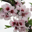 Prunus amygd. 'Robijn': Bild 2/6