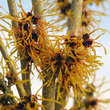 Hamamelis intermedia 'Jelena': Bild 2/3