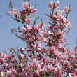 Magnolia 'Royal Crown': Bild 4/4