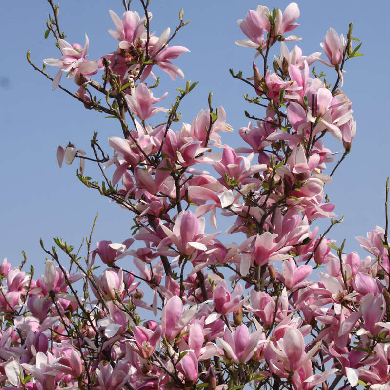 Magnolie Magnolia 'Royal Crown' violett