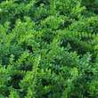 Lonicera nitida 'Maigrün': Bild 1/3
