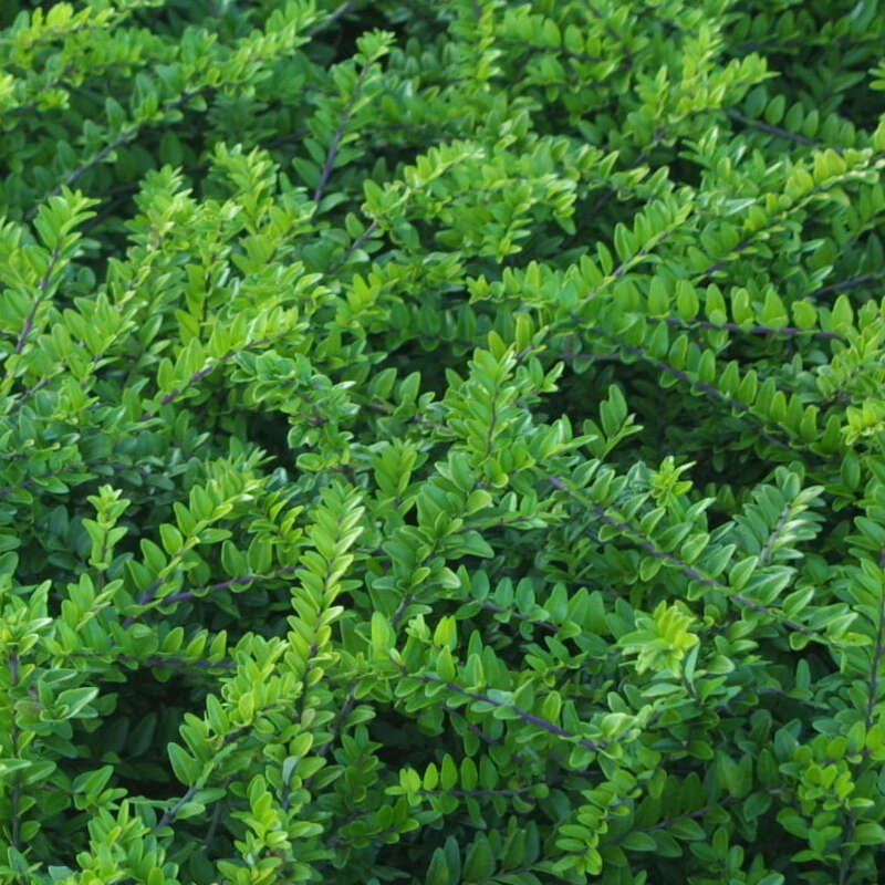 Immergrne Heckenkirsche - Lonicera nitida 'Maigrn' - grn