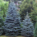 Picea pungens glauca - Sämlings-Blaufichte