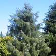Picea breweriana: Bild 5/6