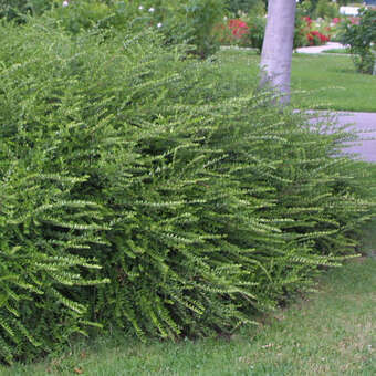 lupin plants Large-leaved Lupine – Sparrowhawk Native Plants main image 1