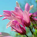 Magnolie - Magnolia 'Ricki'