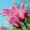 Magnolie genie Magnolie genie