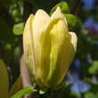 Magnolia brooklynensis 'Yellow Bird': Bild 2/3