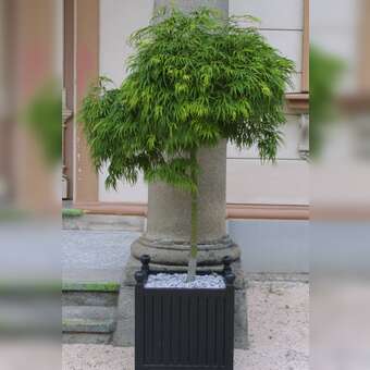 Japanischer Schlitzahorn - Acer palmatum 'Dissectum' - grn
