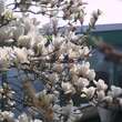 Magnolia denudata: Bild 5/7