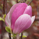 Magnolia soulangeana 'Rustica Rubra' - Tulpenmagnolie