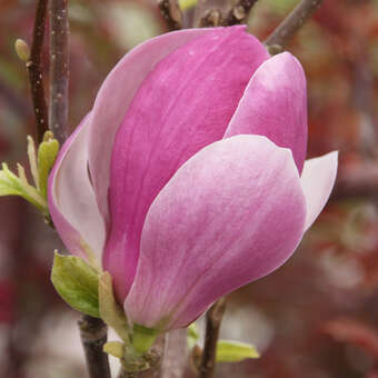Magnolia soulangeana'Rustica Rubra'