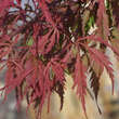 Acer palmatum 'Earthfire': Bild 2/3