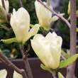 Magnolia 'Elizabeth': Bild 3/7