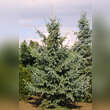 Picea engelmannii 'Glauca': Bild 4/4