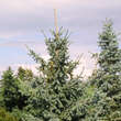 Picea engelmannii 'Glauca': Bild 4/4