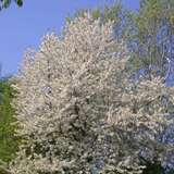 Prunus avium - Vogelkirsche