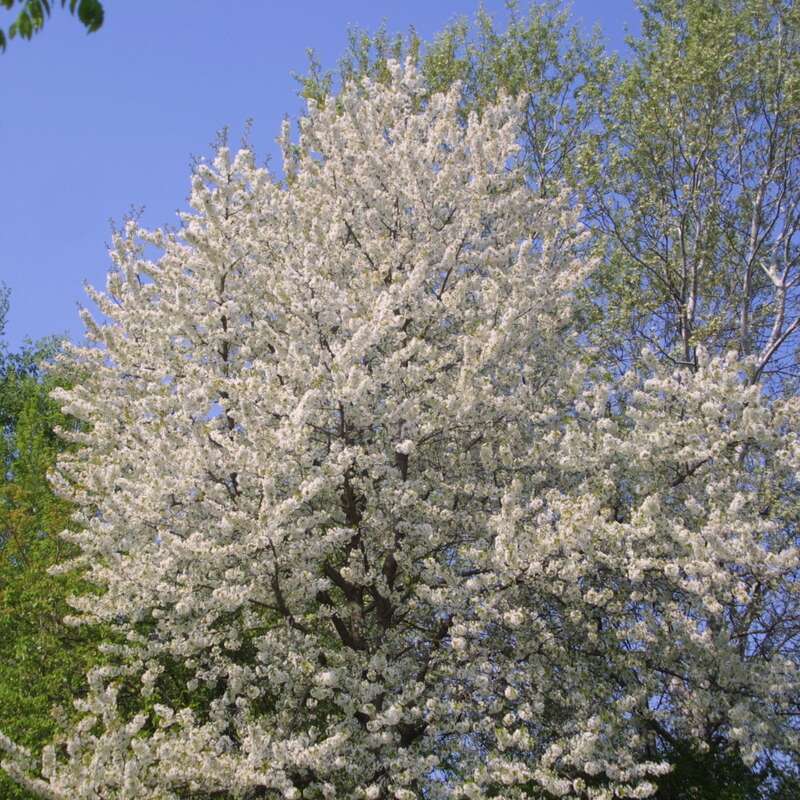 Vogelkirsche Prunus Avium Wei vogelkirsche-prunus-avium-wei