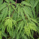 Japanischer Schlitzahorn - Acer palmatum 'Dissectum'