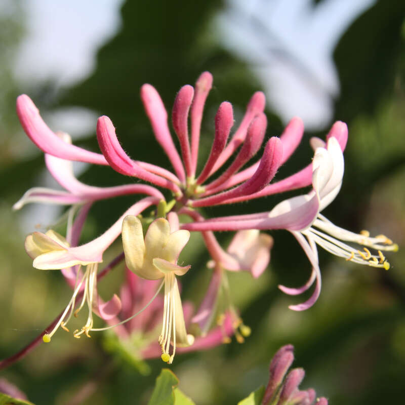 Echtes Geiblatt Jelngerjelieber Lonicera Periclymenum Belgica Select   Duftende Kletterpflanze 30-50 Cm Winterhart