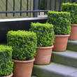 Buxus sempervirens: Bild 10/15