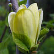 Magnolia brooklynensis 'Yellow Bird': Bild 1/3