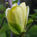 Gelbe Magnolie - Magnolia brooklynensis 'Yellow Bird'