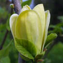 Magnolia brooklynensis 'Yellow Bird' - Gelbe Magnolie